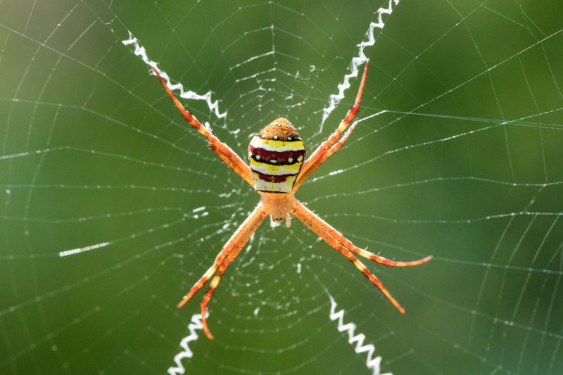 Cross Spider Extermination