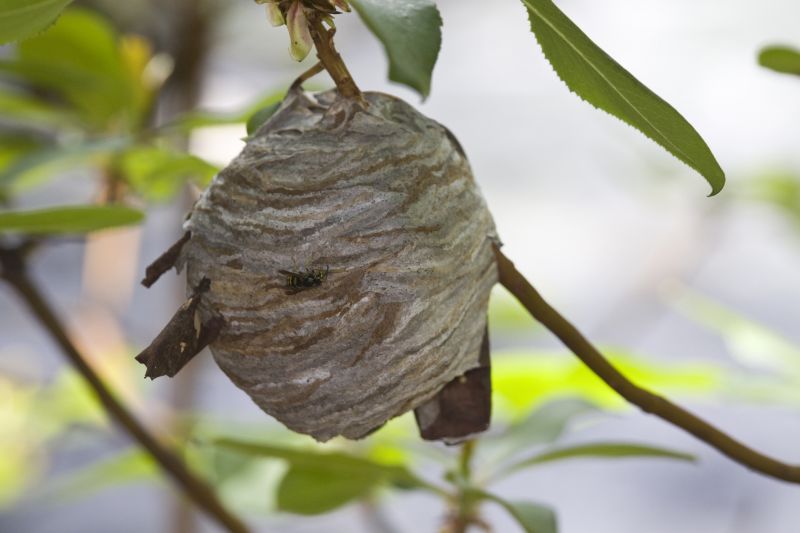 European Hornet Removal
