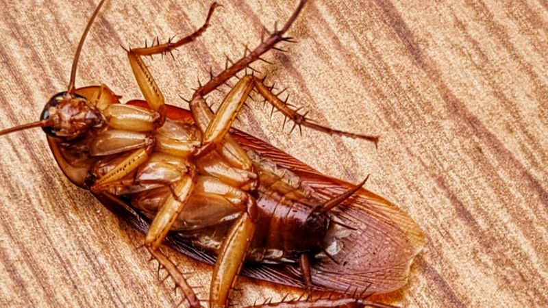 Health Risks Associated With Cockroaches Indoors