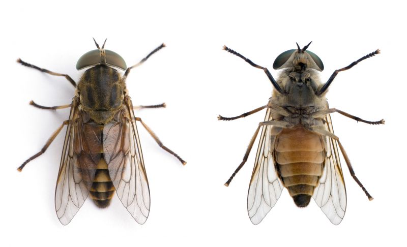 How Flies Impact Customer Experience