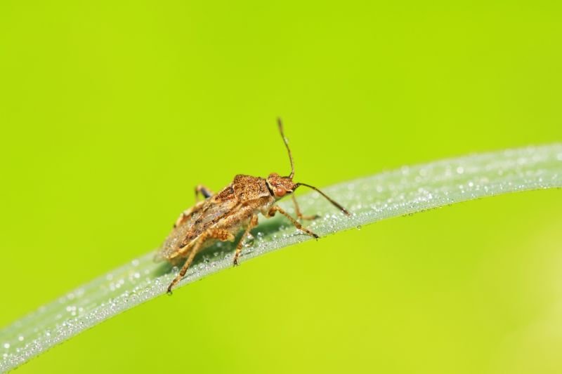 Signs You Have A Stinkbug Infestation Indoors
