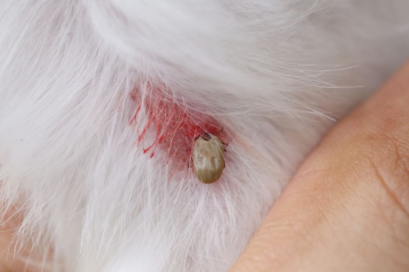 Signs Your Commercial Property Needs Flea And Tick Treatment
