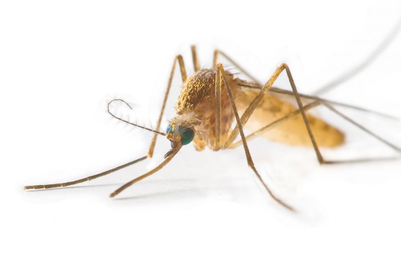 Signs Your Property Needs Professional Mosquito Or Fly Treatment