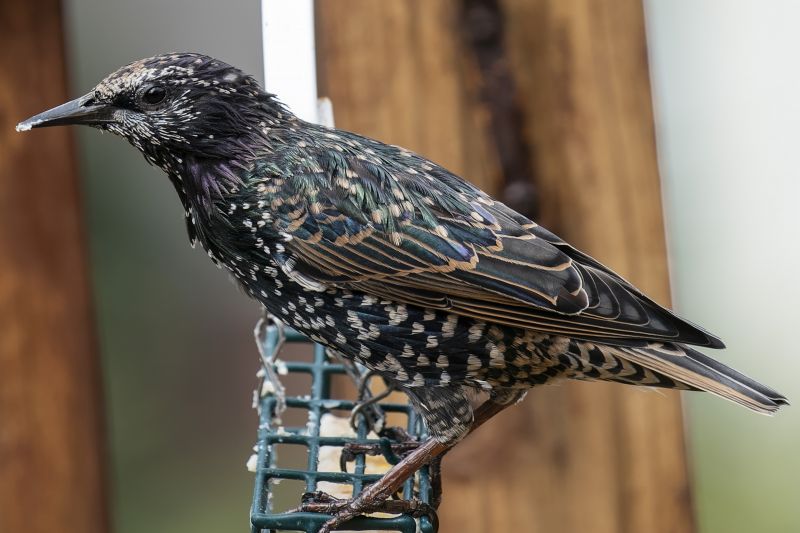 Starling Removal