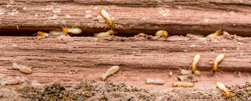 Termite Infestation Service